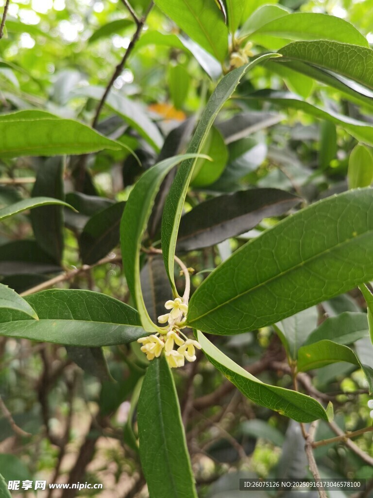 绿叶间绽放的小巧黄色花朵