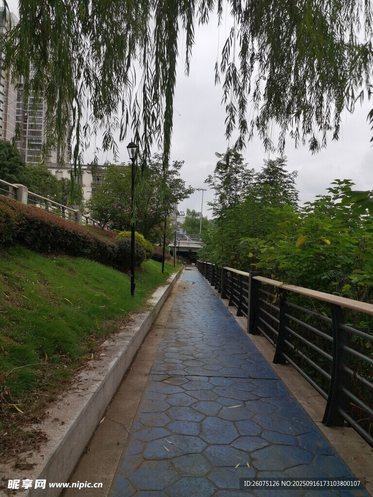 雨中幽静的林荫步道