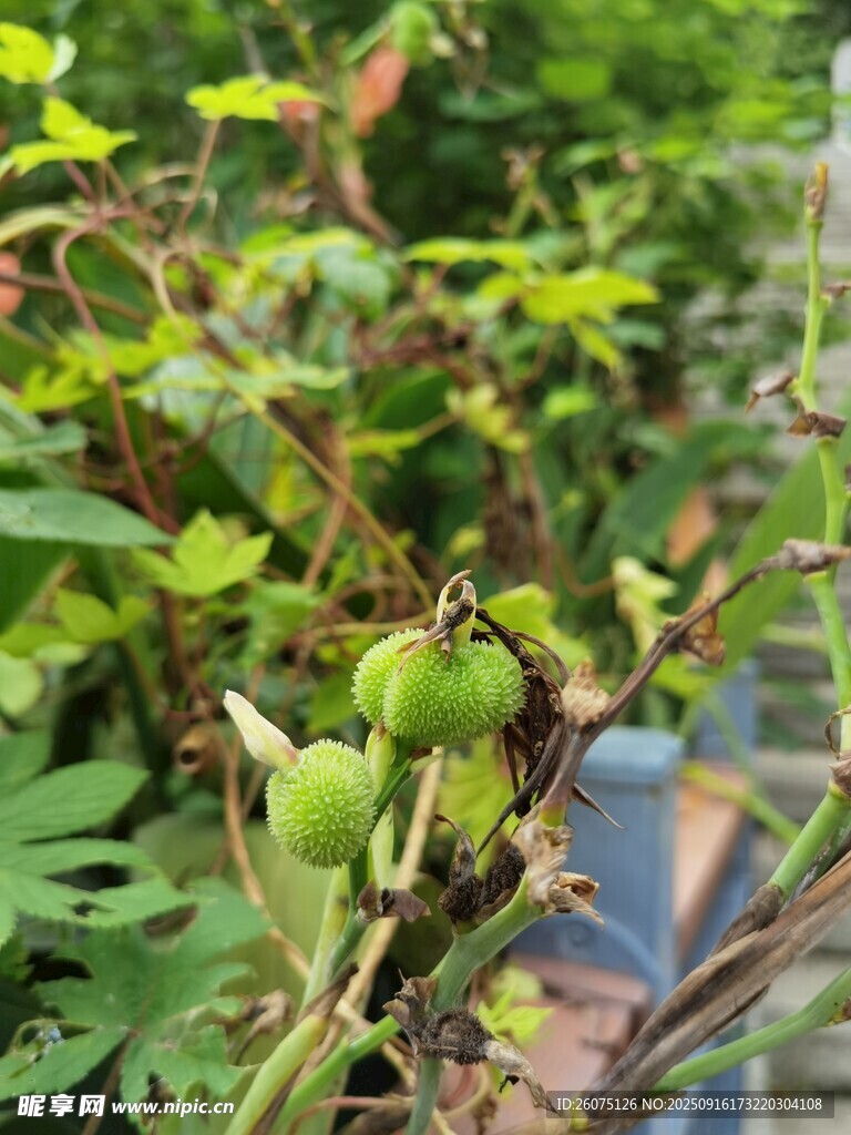 青嫩植物果实生长状态