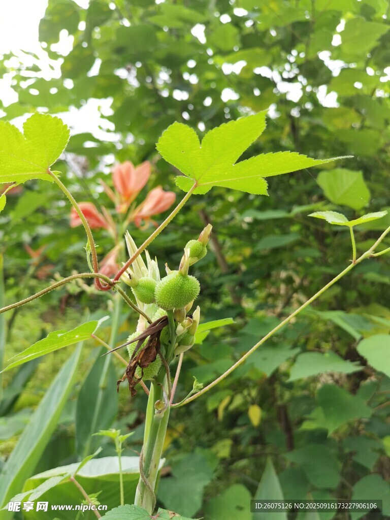 绿叶间的橙红色小花
