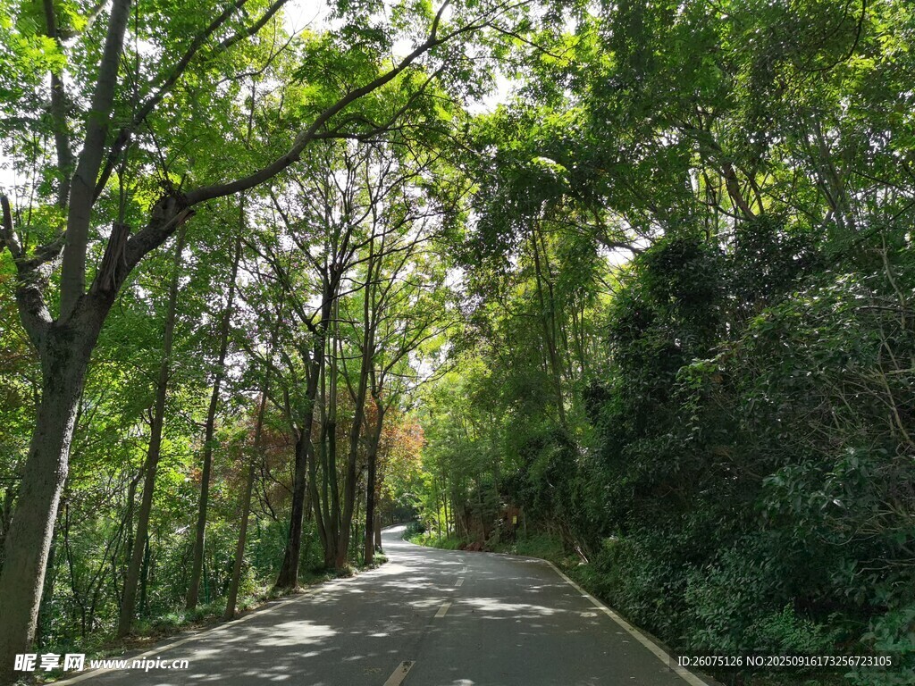 林间幽静小路
