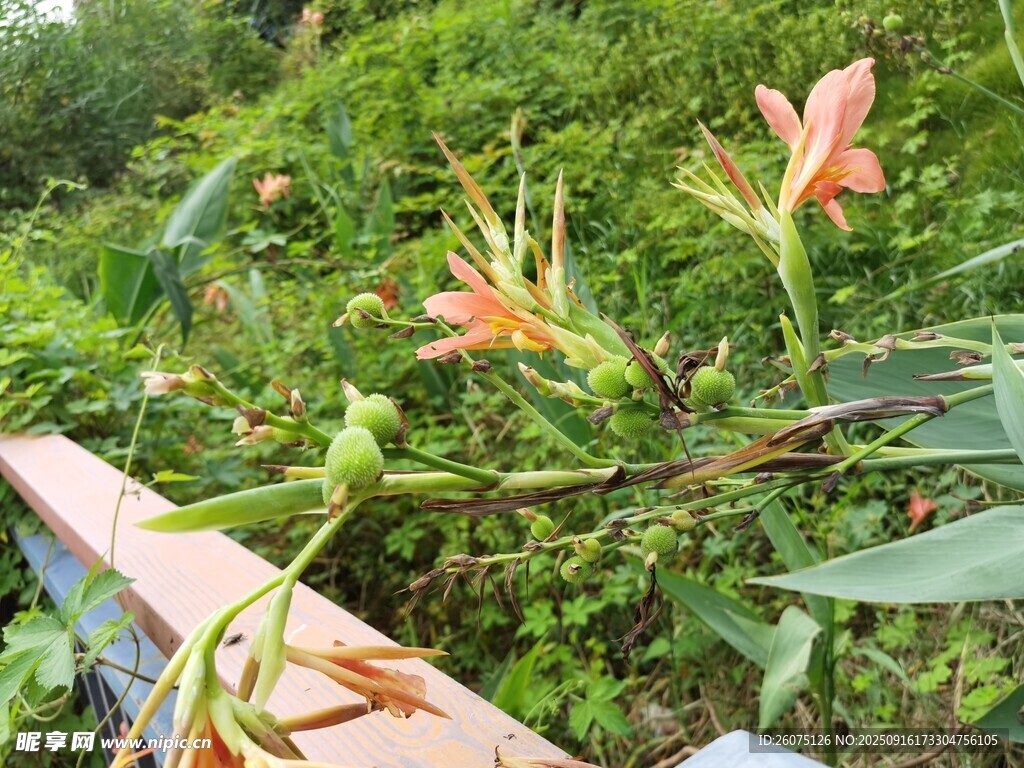 绿叶丛中绽放的艳丽花朵