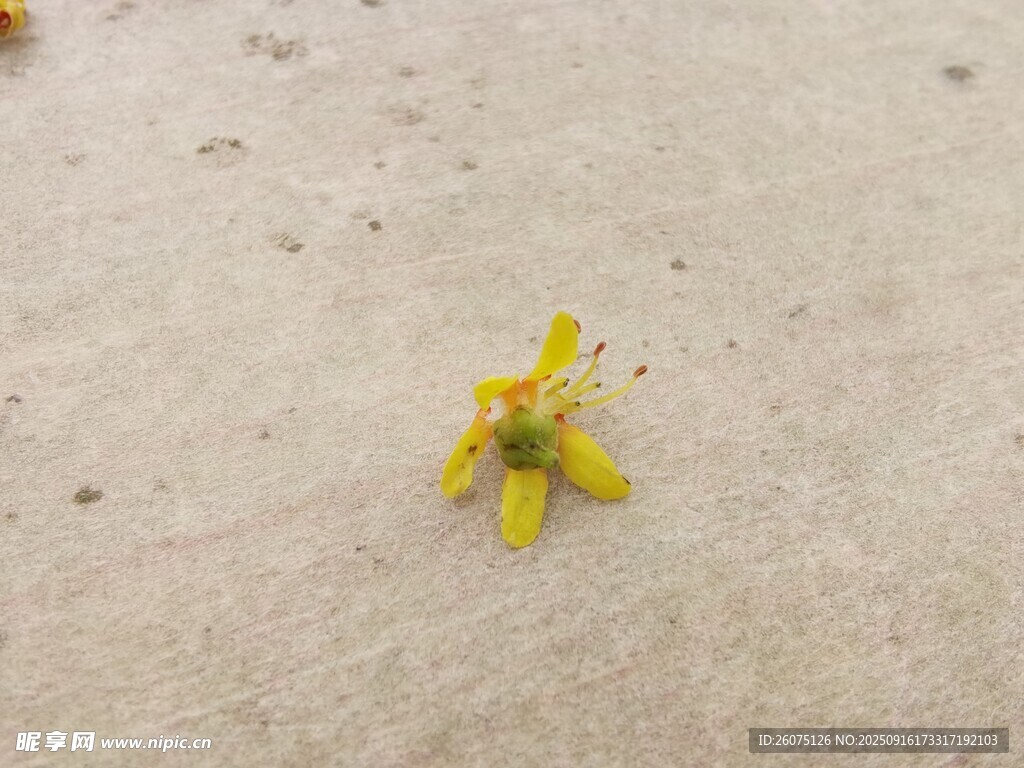 地面上的一朵黄色桂花