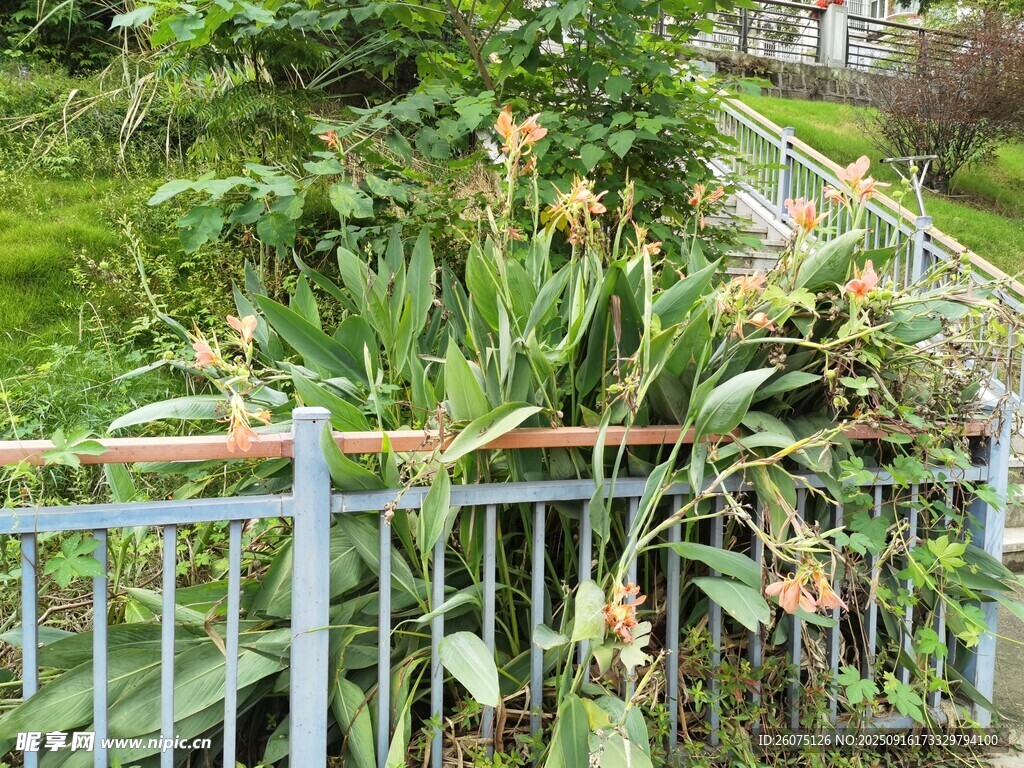 围栏边繁茂的绿植景观