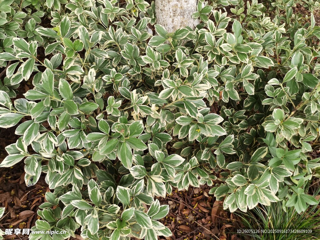 银边绿叶植物特写