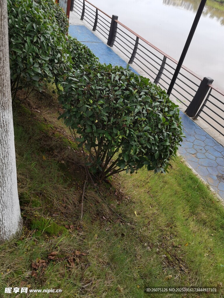 路边绿植景观