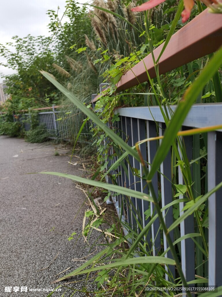 路边绿植与金属护栏景观