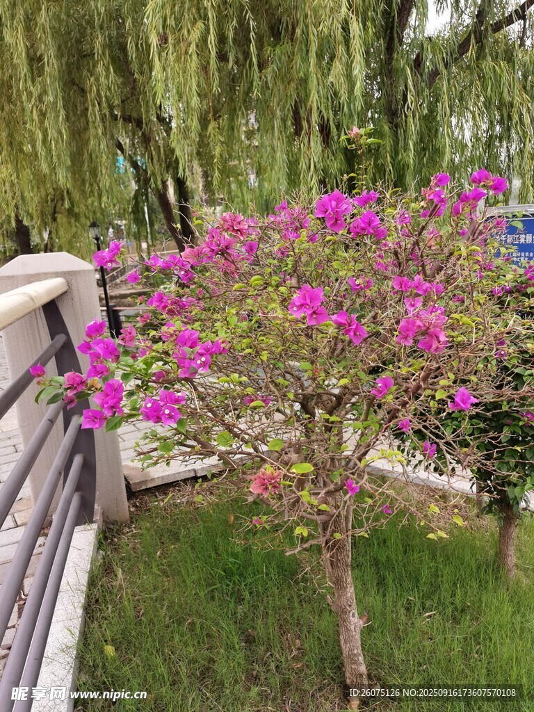 三角梅开于桥畔