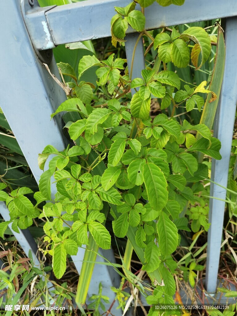 绿叶攀附栅栏的清新景象