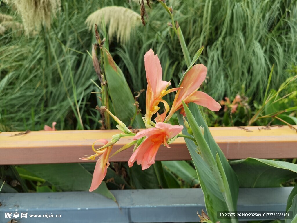 娇艳美人蕉绽放于绿植间