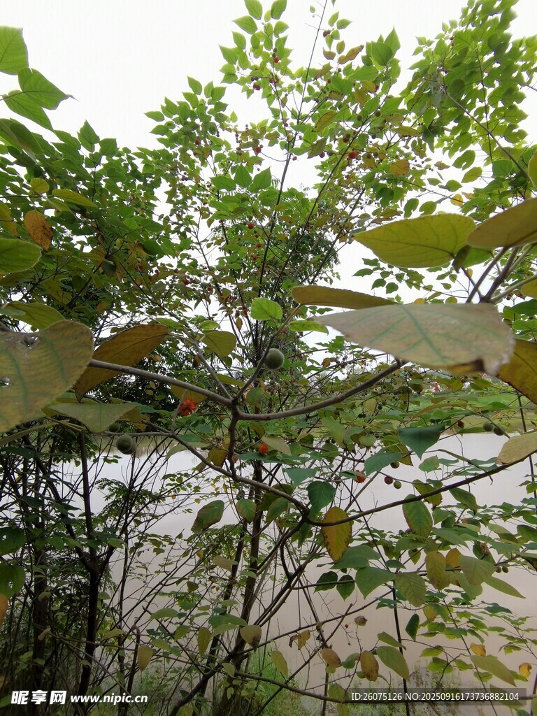 绿叶间的透明蜻蜓