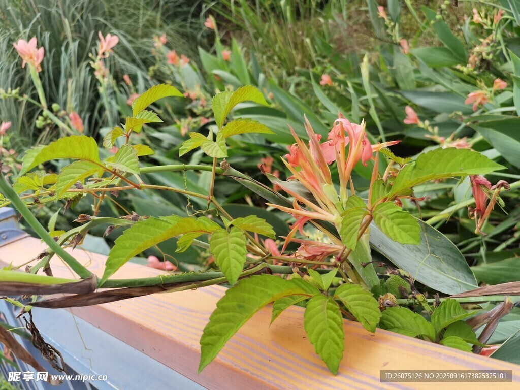 绿叶间绽放的粉嫩花朵