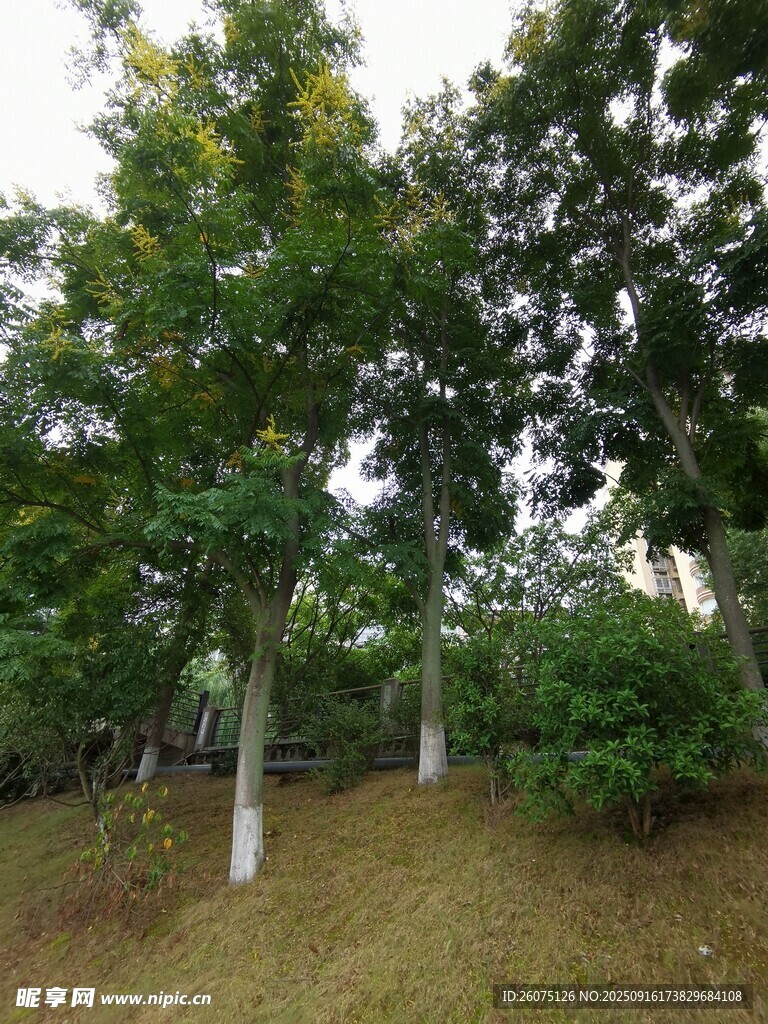 林间绿树成荫的自然景致