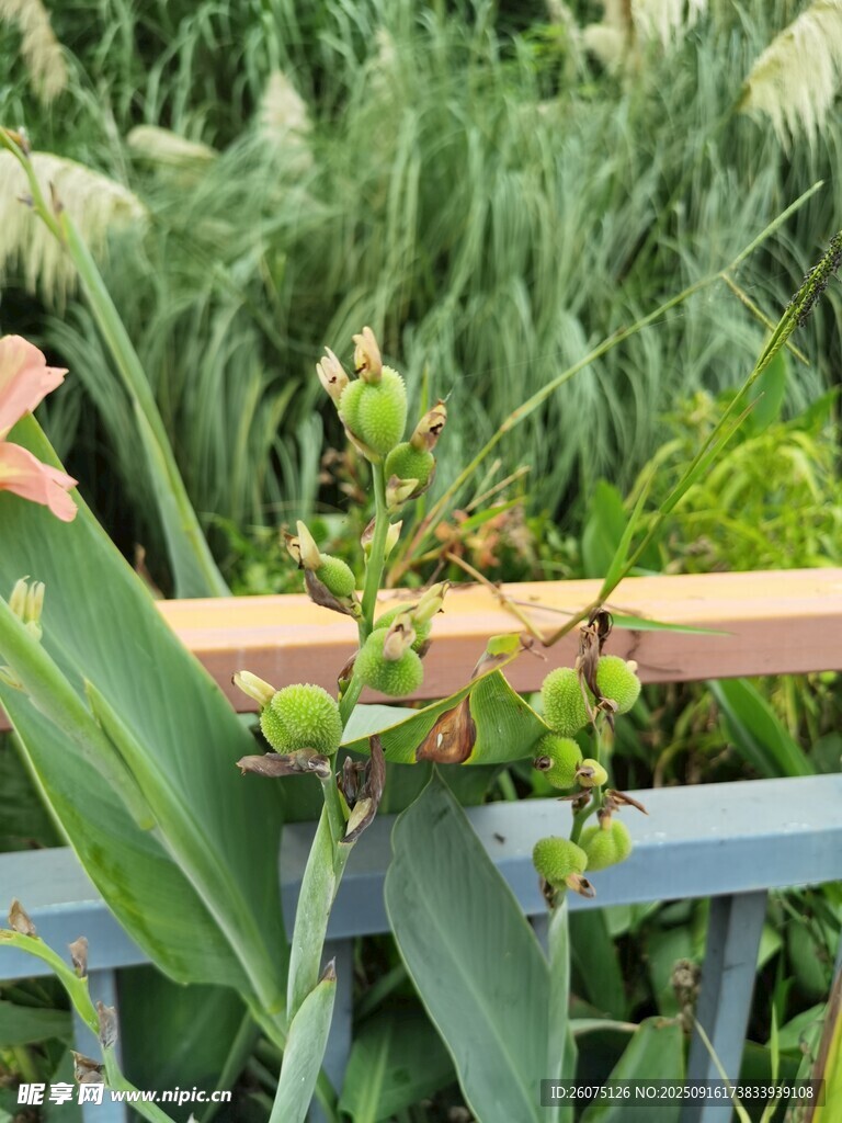 栅栏边生长的绿色植物