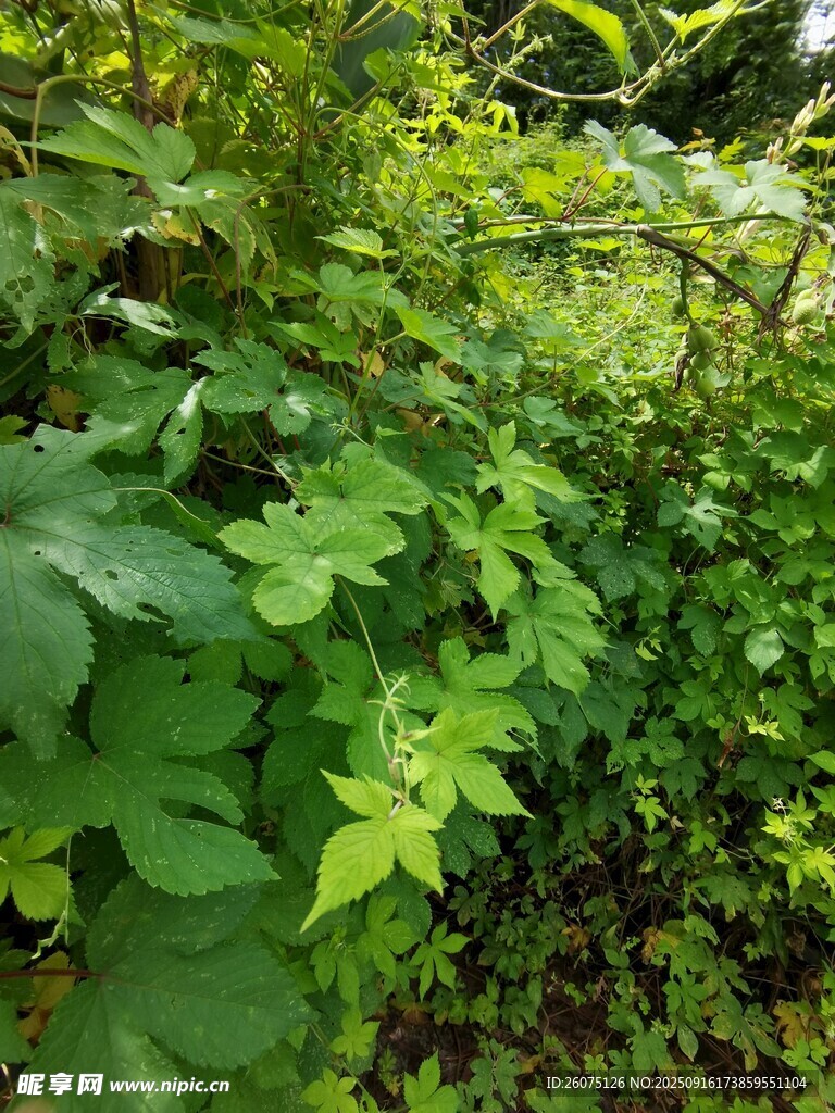 繁茂绿植景观