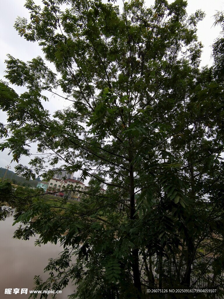 绿树成荫的户外景致