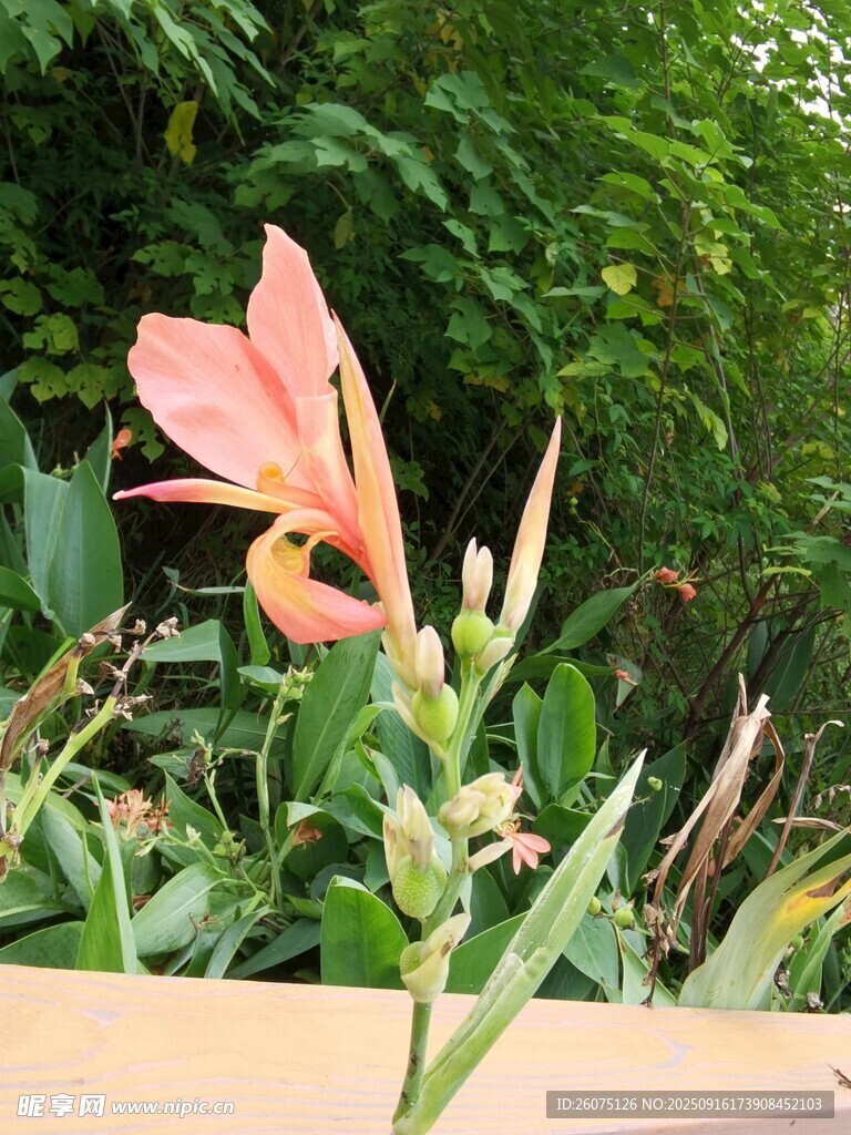 娇艳粉色花朵绽放
