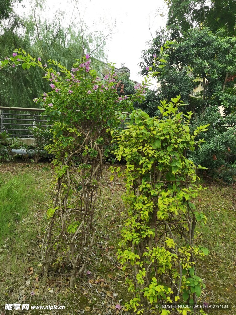 藤蔓缠绕的绿植景观