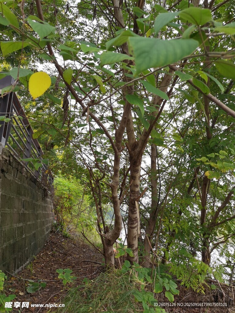 山林间繁茂的树木与植被