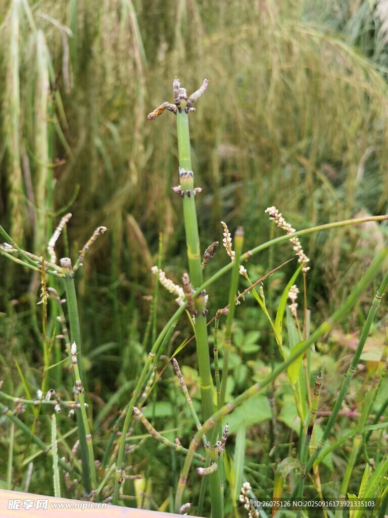 野外茂盛的绿色杂草景观