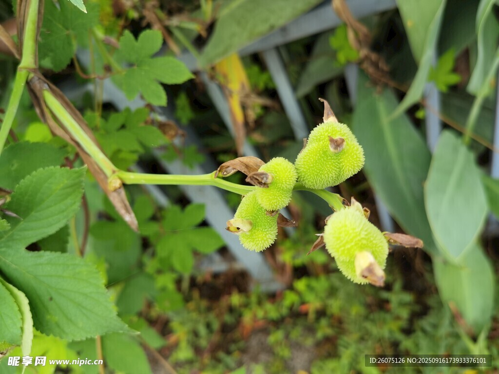 绿色植物上的未成熟果实