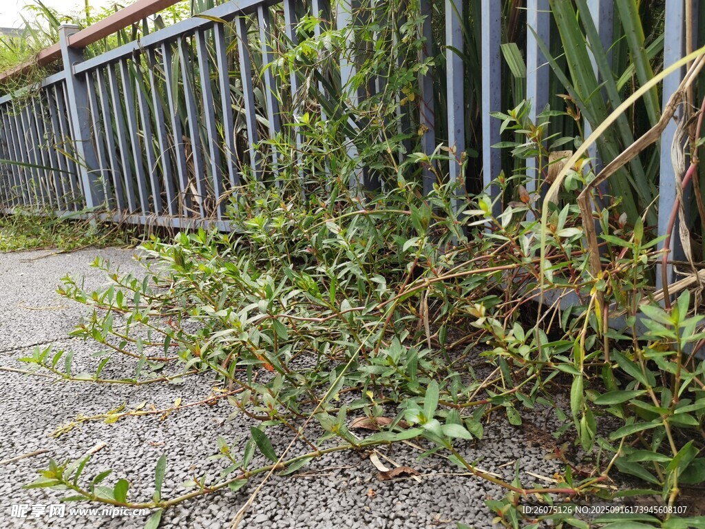 路边围栏旁的繁茂杂草