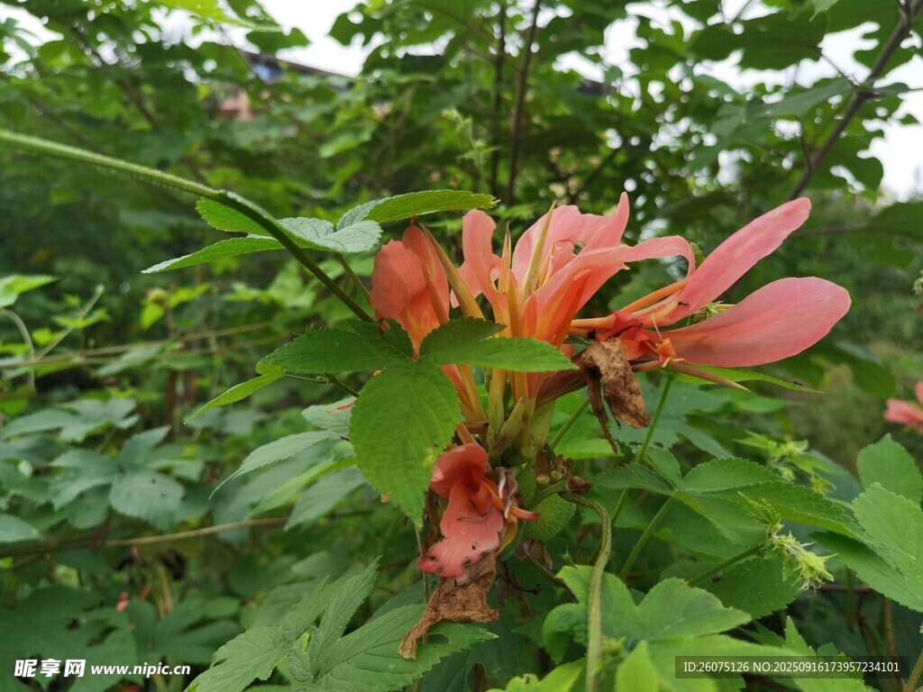 娇艳红花绽放于绿叶间