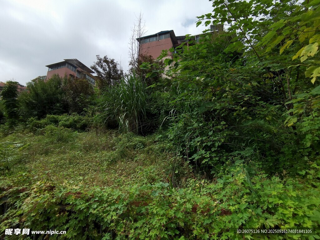 山间绿植环绕的房屋