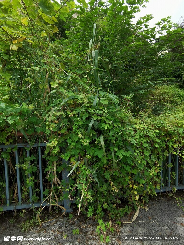 藤蔓缠绕铁艺围栏景象