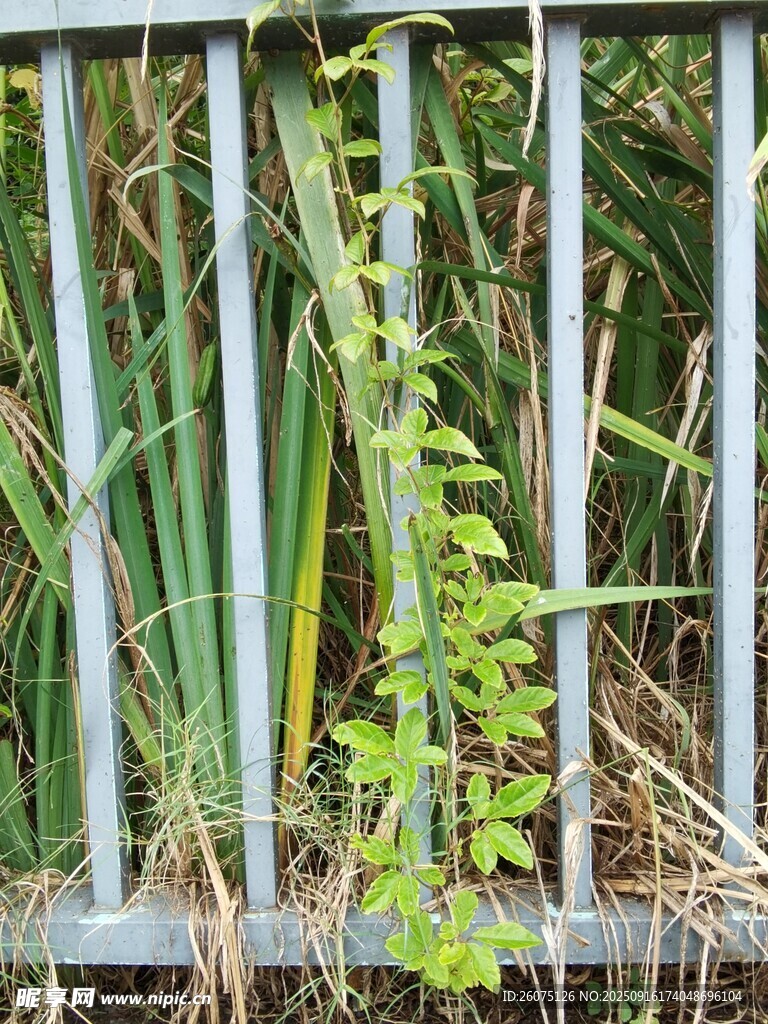 铁栅栏旁生长的绿色植物