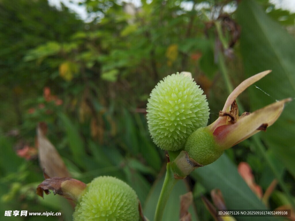 绿色球状果实植物特写