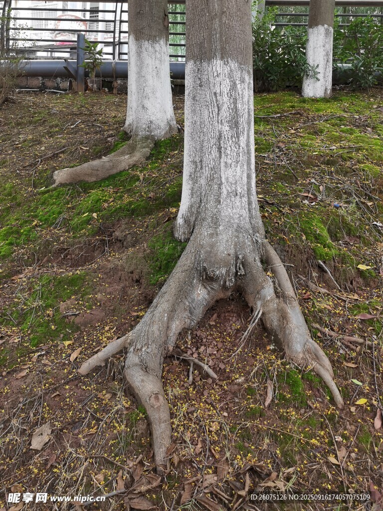 裸露树根的大树景象