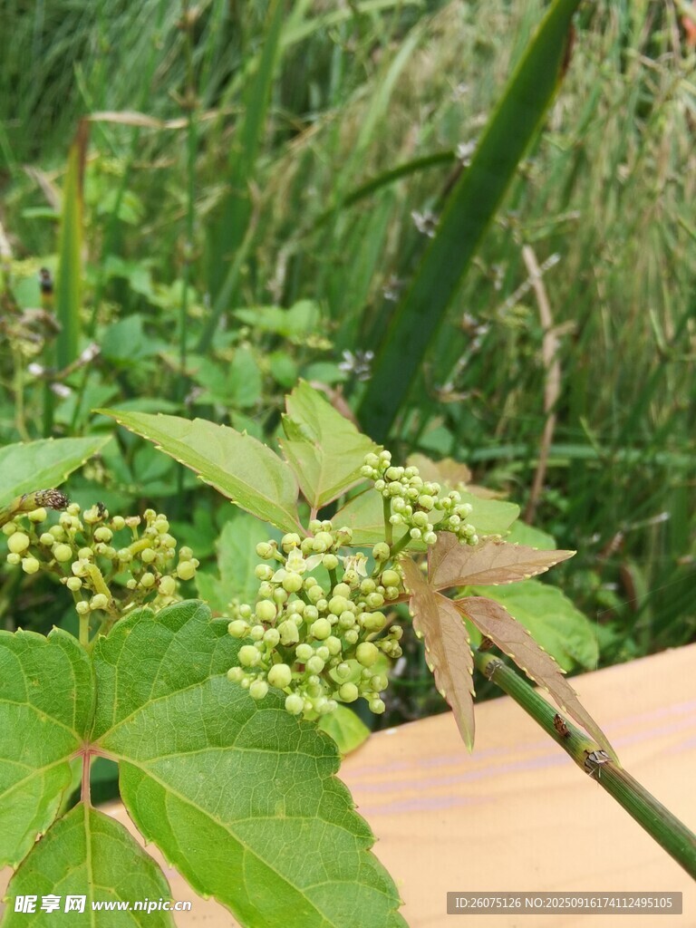 绿叶间的嫩绿果实