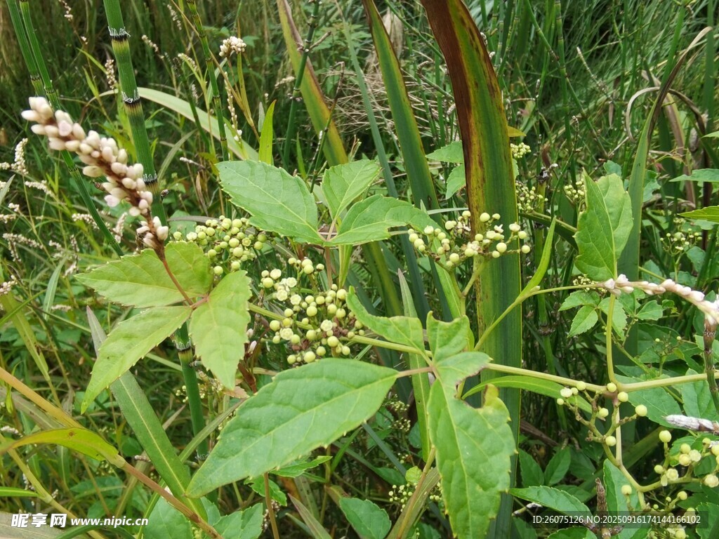 野外绿色植物特写