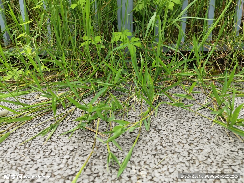 墙边丛生的嫩绿野草