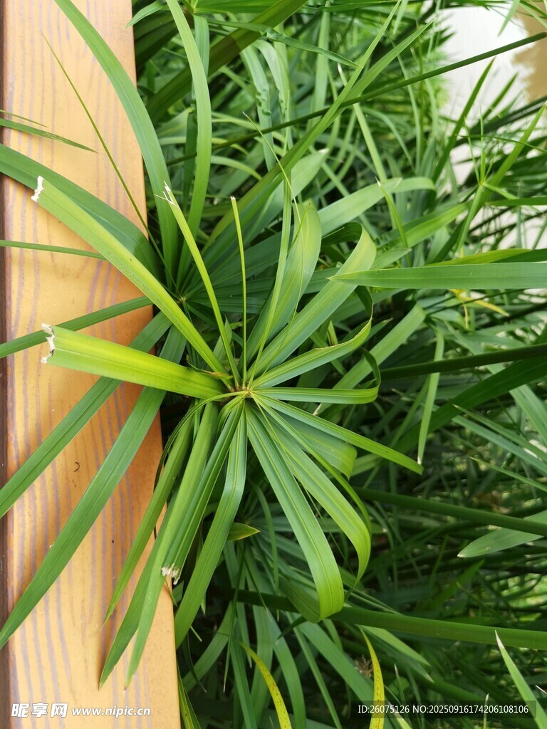 翠绿龙血树叶片特写
