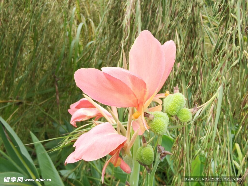 粉色花朵绽放于草丛间