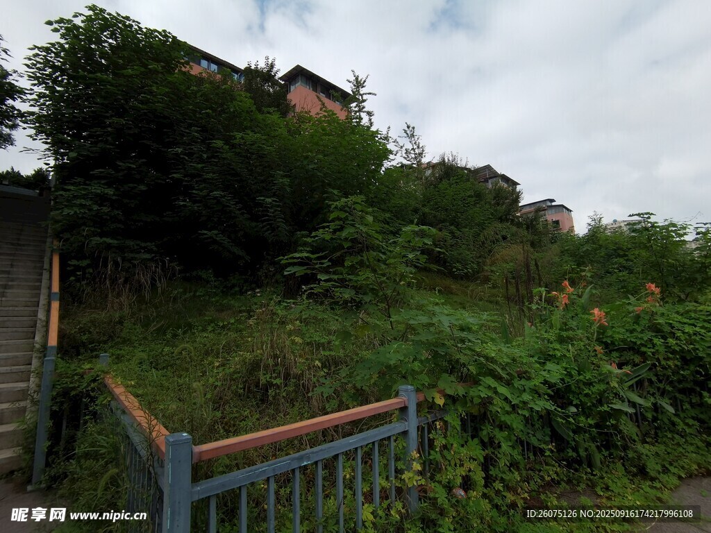 山坡上的绿植与小屋