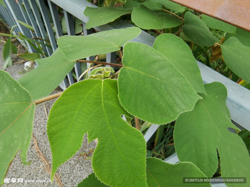 翠绿叶片植物特写