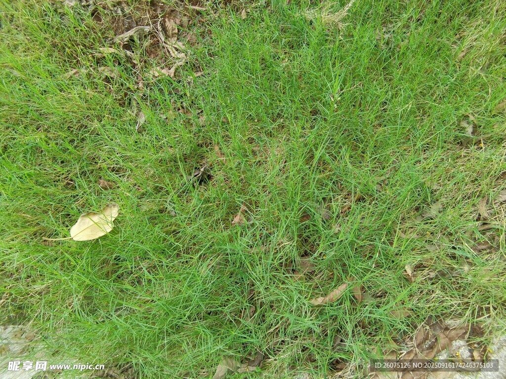 嫩绿草地中的一片黄叶