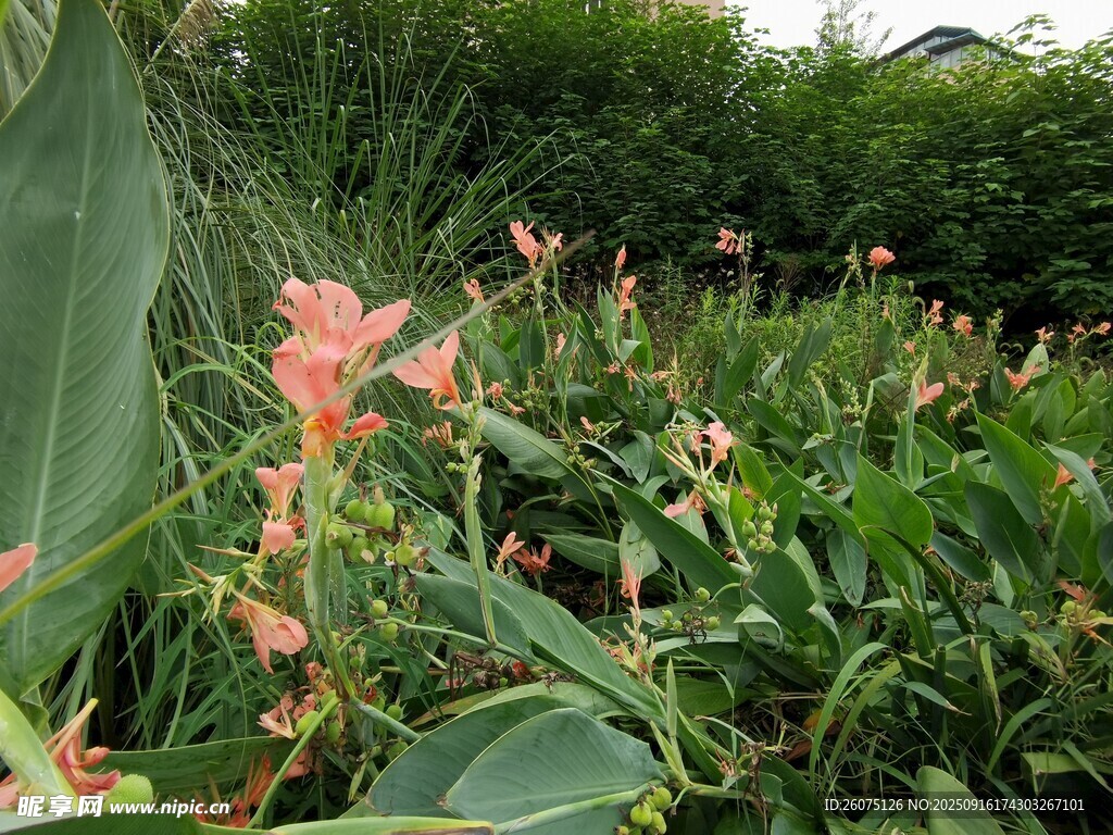 粉色花朵绽放于绿植间