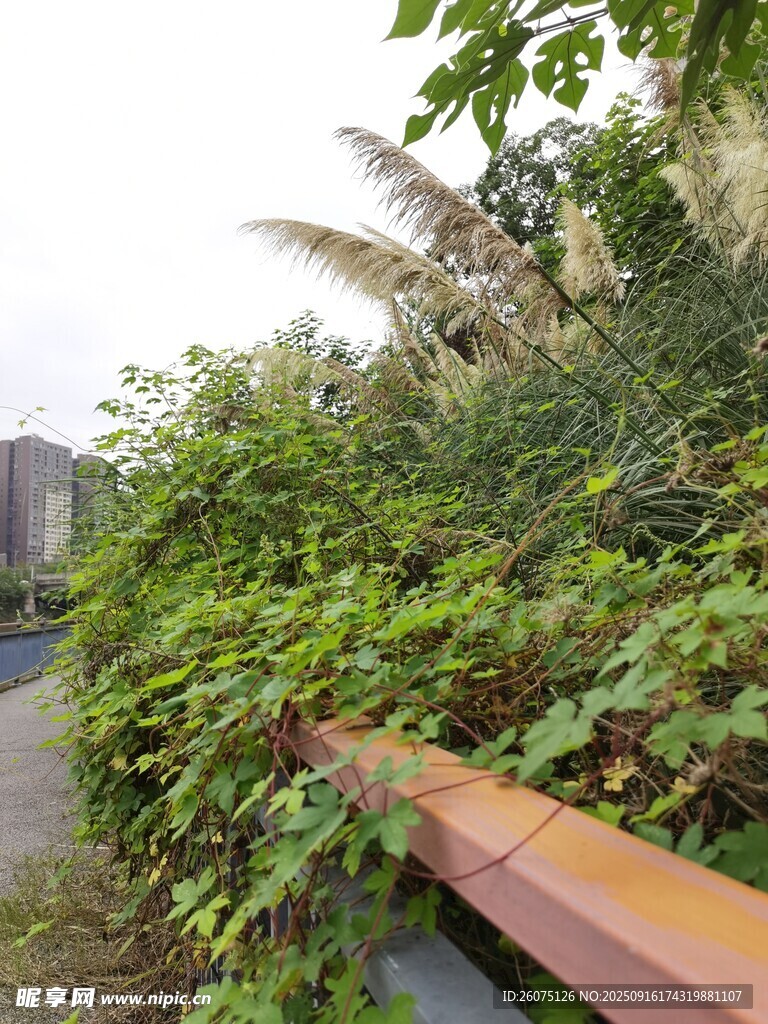 路边繁茂绿植景观
