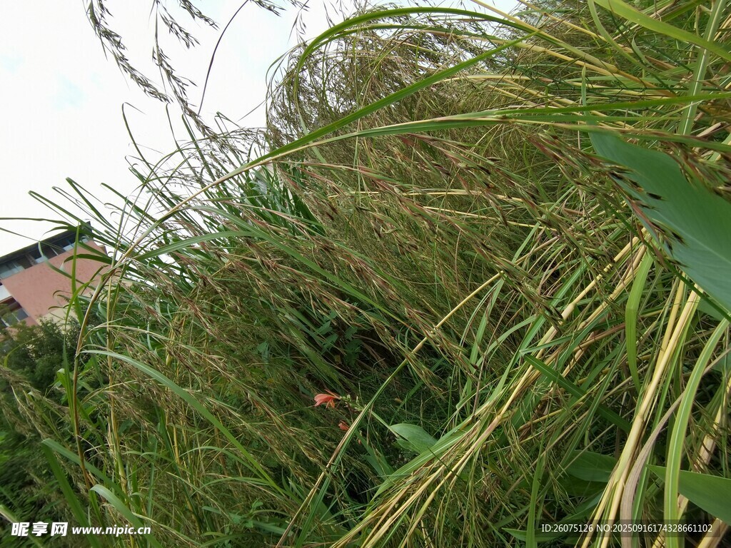 野外茂盛的绿色禾本科植物