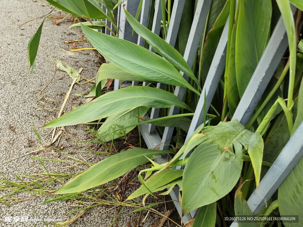 栅栏旁生长的翠绿植物