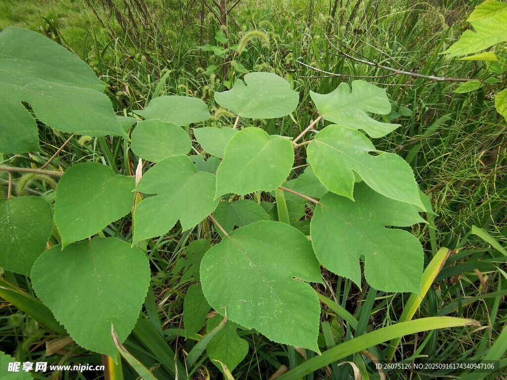 绿叶植物特写