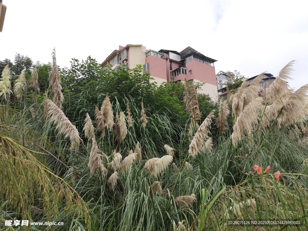 田野中的芦苇与远处房屋