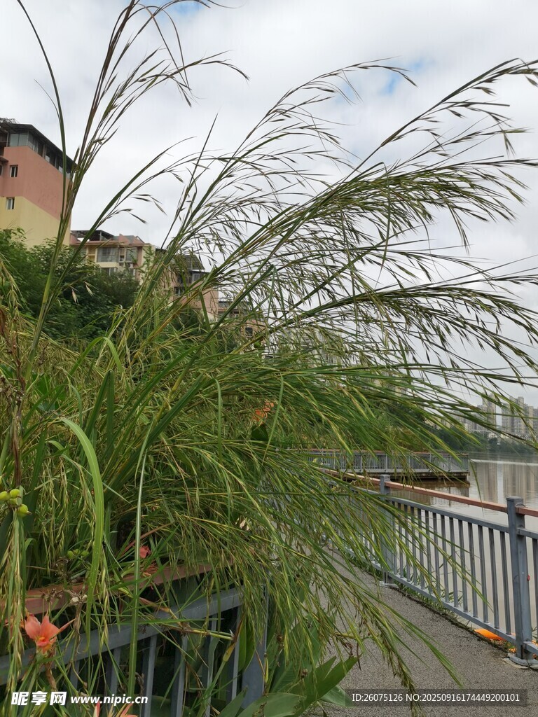 河畔摇曳的翠绿蒲苇