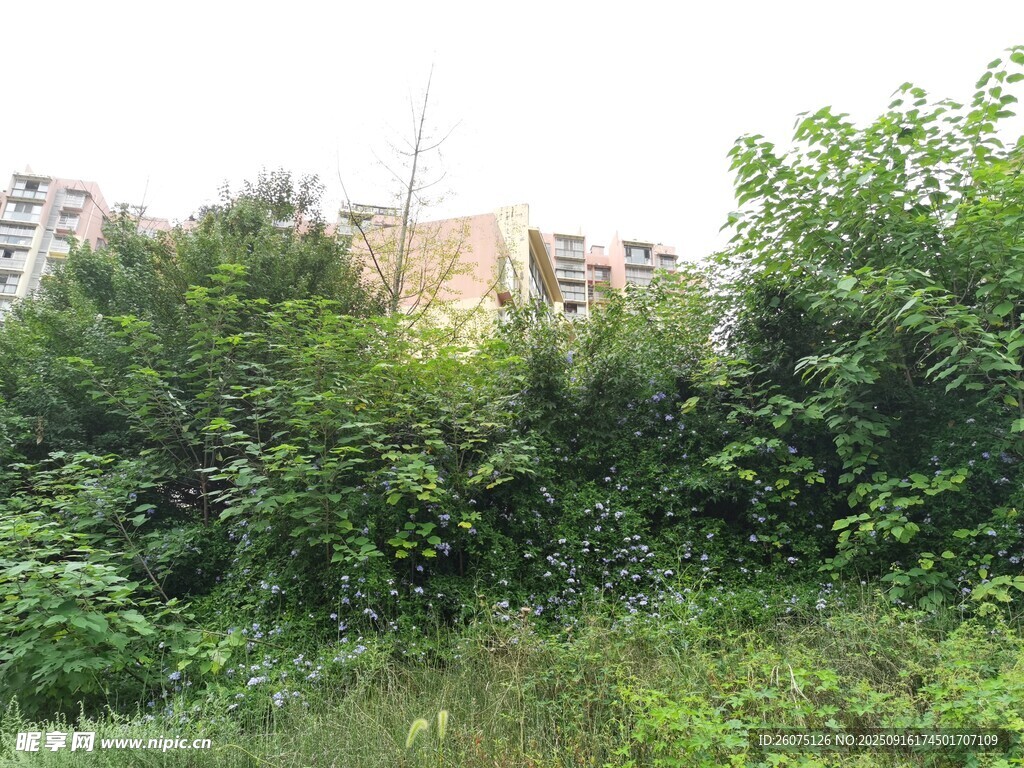 城郊绿植环绕的建筑一角