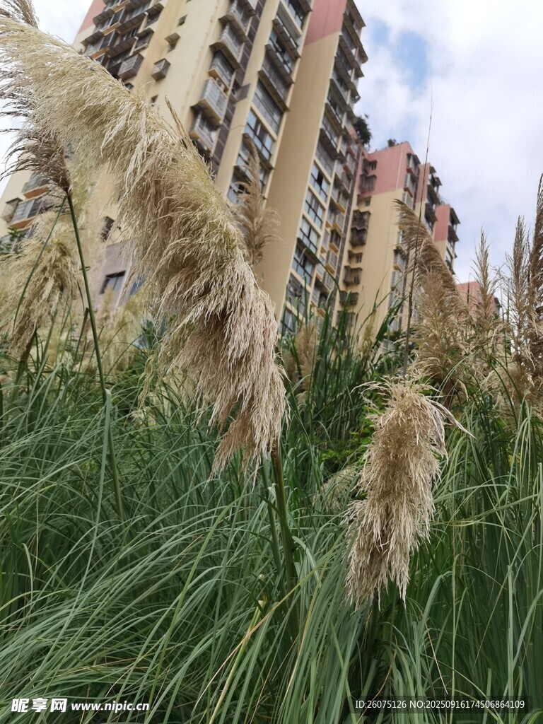 城市中摇曳的蒲苇植物