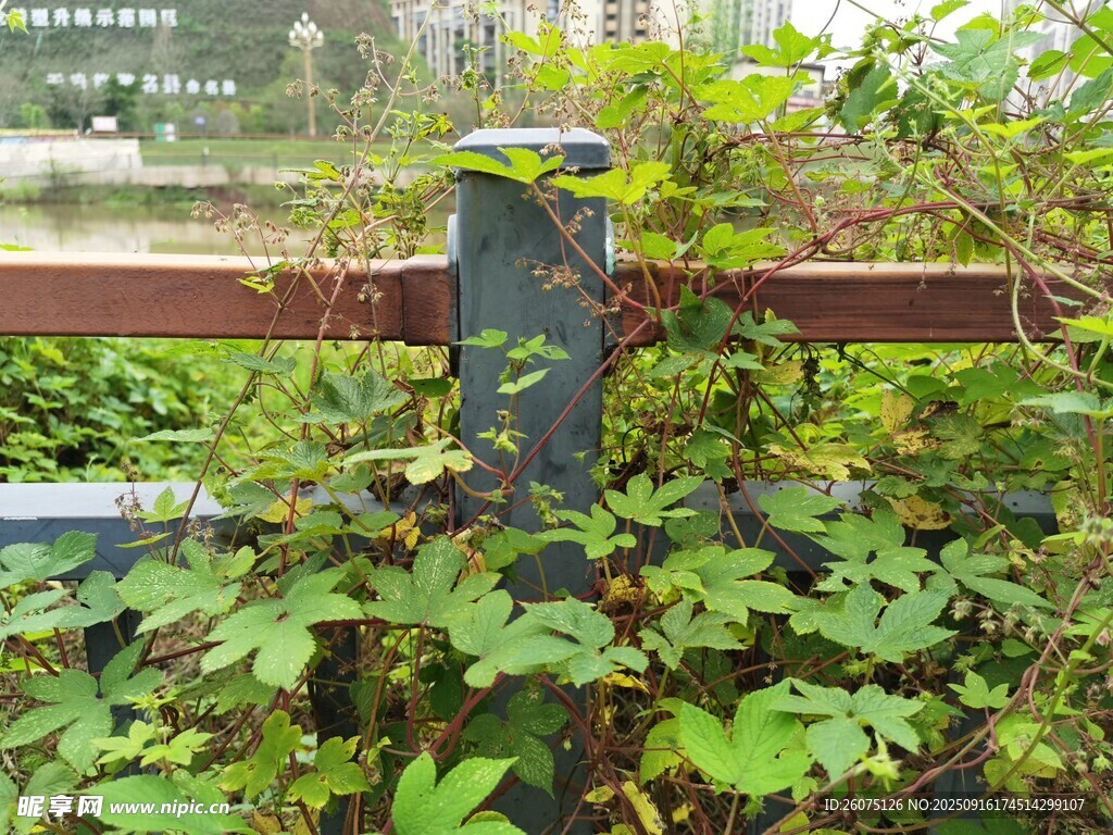 藤蔓缠绕栏杆的自然景致